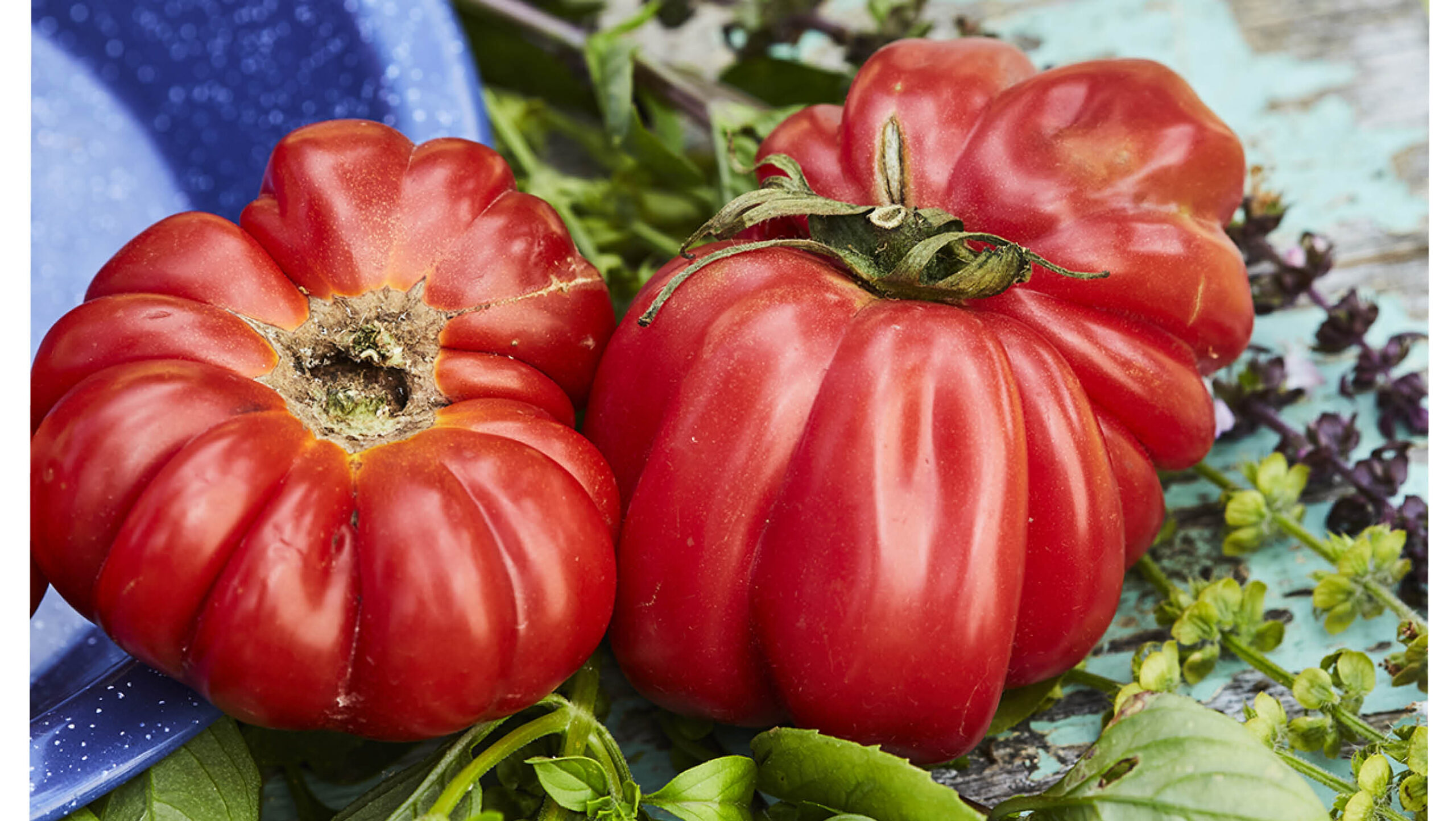 One of Cheryl McGaffin's heirloom tomato varieties.